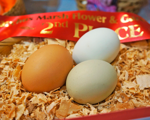 Second-Place-Garden-Produce-Basket-of-3-Eggs-from-your-chooks